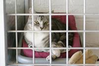 Kattenpension De Modelhoeve