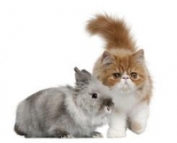Dieren samaro