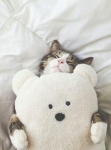Kattenhotel KittyCorner
