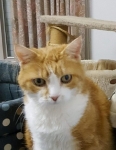 Kattenpension Jonckheere Katrien