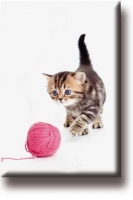 Kattenpension 'Le Bon Chat'